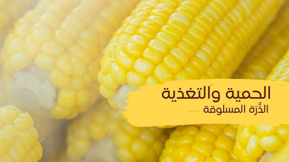 الذرة المسلوقة